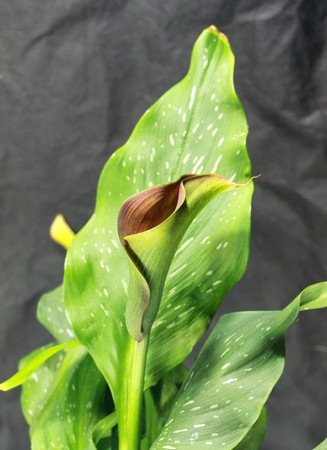 flower lily calla orchid daisy chrysanthemumの写真素材