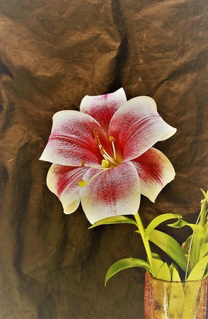 flower lily calla orchid daisy chrysanthemumの写真素材