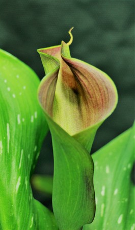 flower lily calla orchid daisy chrysanthemumの写真素材