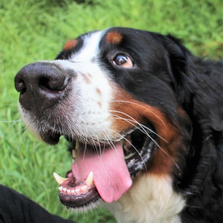Bernese Mountain Dog on the walk in the Park.の写真素材