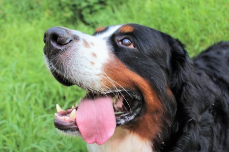 Bernese Mountain Dog on the walk in the Park.の写真素材