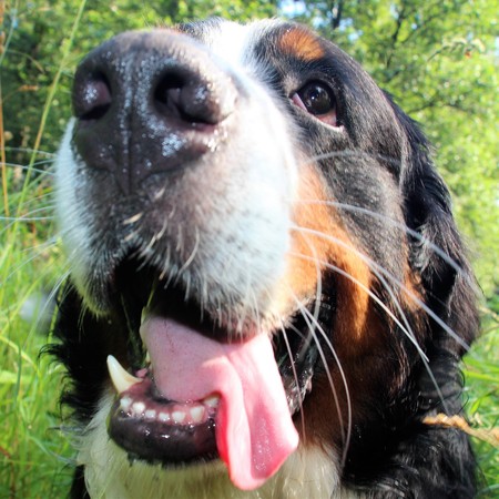 Bernese Mountain Dog on the walk in the Park.の写真素材