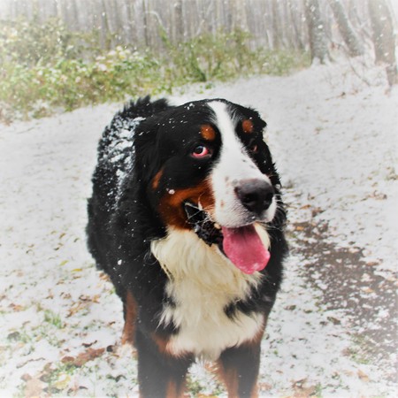 Bernese Sennenhund. The best dog for the family.の写真素材