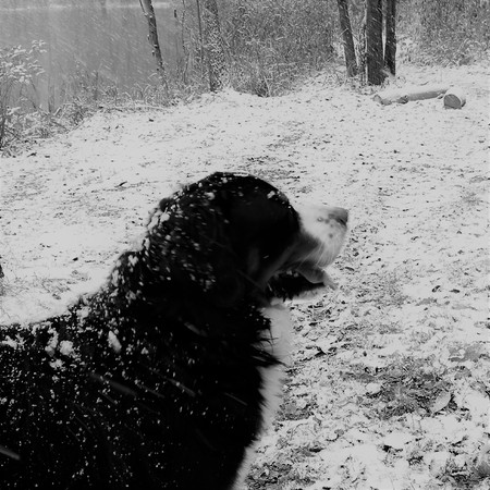 Bernese Sennenhund. The best dog for the family.の写真素材