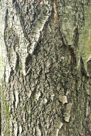 Just bark on a tree. Beautiful structural surface of the bark on different trees.の写真素材