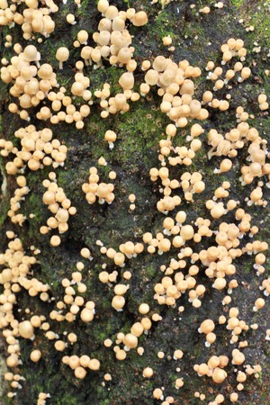 Just bark on a tree. Beautiful structural surface of the bark on different trees.の写真素材