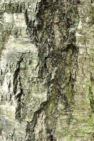 Just bark on a tree. Beautiful structural surface of the bark on different trees.の写真素材