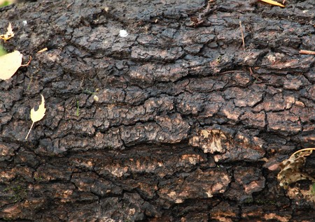 Just bark on a tree. Beautiful structural surface of the bark on different trees.の写真素材
