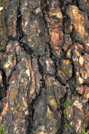 Just bark on a tree. Beautiful structural surface of the bark on different trees.の写真素材