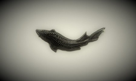 sturgeon farmed and commercially fished for its flesh and caviarの写真素材