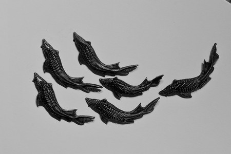 sturgeon farmed and commercially fished for its flesh and caviarの写真素材