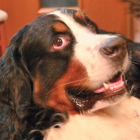 Dog potraitの写真素材