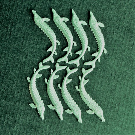 White fish is a sterlet. Eight fish are dancing.の写真素材