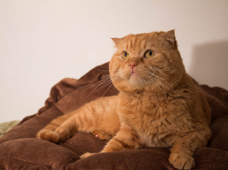 Red-haired british to the cat. My favorite red cat.の写真素材