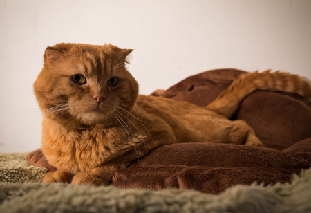 Red-haired british to the cat. My favorite red cat.の写真素材