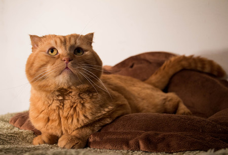 Red-haired british to the cat. My favorite red cat.の写真素材