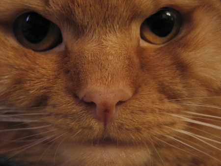 Red-haired british to the cat. My favorite red cat.の写真素材