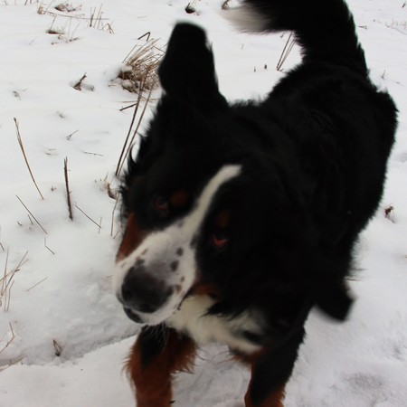 Bernese Mountain Dog on the walk in the Park. Bernese Mountain Dog walking on the forest paths. Portrait of a Bernese mountain dog. Really Beautiful Bernese Mountain Dog. Great dog - Bernese mountain Dog! My favorite dog! Very soon the Year of the Dog will come. Year of the dog! The best dog for the family. Quality tested by time! Reliable Nobility Mind Devotion Impressive look.の写真素材