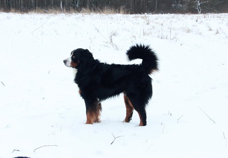 Bernese Mountain Dog on the walk in the Park. Bernese Mountain Dog walking on the forest paths.の写真素材