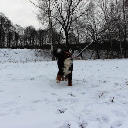 Bernese Mountain Dog on the walk in the Park. Bernese Mountain Dog walking on the forest paths.の写真素材