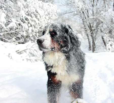 Bernese Mountain Dog walking on the forest paths. Bernese Mountain Dog on the walk in the Park. Portrait of a Bernese mountain dog. Really Beautiful Bernese Mountain Dog. Great dog - Bernese mountain Dog!の写真素材