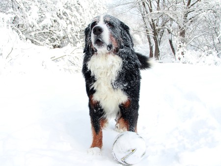 Bernese Mountain Dog walking on the forest paths. Bernese Mountain Dog on the walk in the Park. Portrait of a Bernese mountain dog. Really Beautiful Bernese Mountain Dog. Great dog - Bernese mountain Dog!の写真素材