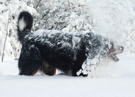 Bernese Mountain Dog walking on the forest paths. Bernese Mountain Dog on the walk in the Park. Portrait of a Bernese mountain dog. Really Beautiful Bernese Mountain Dog. Great dog - Bernese mountain Dog!の写真素材