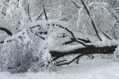 Magnificent winter frosty landscape for background splash The beauty of the winter forest in Russia, this is not sand in the desert.の写真素材