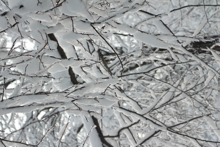 Magnificent winter frosty landscape for background splash The beauty of the winter forest in Russia, this is not sand in the desert.の写真素材