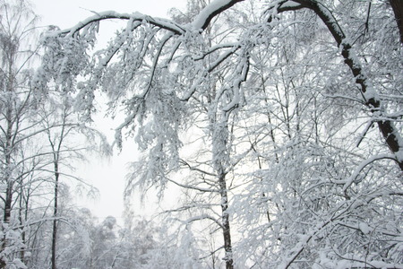 Magnificent winter frosty landscape for background splash The beauty of the winter forest in Russia, this is not sand in the desert.の写真素材