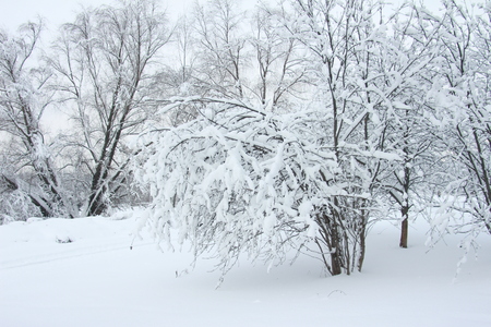 Magnificent winter frosty landscape for background splash The beauty of the winter forest in Russia, this is not sand in the desert.の写真素材