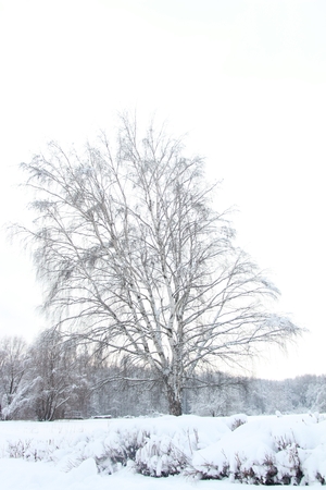 Magnificent winter frosty landscape for background splash The beauty of the winter forest in Russia, this is not sand in the desert.の写真素材