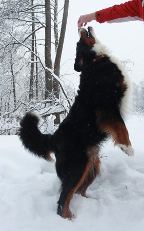 Bernese Mountain Dog walking on the forest paths. Bernese Mountain Dog on the walk in the Park. Portrait of a Bernese mountain dog. Really Beautiful Bernese Mountain Dog.の写真素材