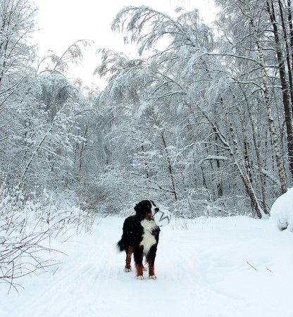 Bernese Mountain Dog walking on the forest paths. Bernese Mountain Dog on the walk in the Park. Portrait of a Bernese mountain dog. Really Beautiful Bernese Mountain Dog.の写真素材