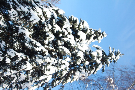 Magnificent winter frosty landscape for background splash. The beauty of the winter forest in Russia, this is not sand in the desert.の写真素材