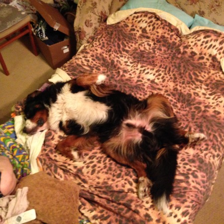 Bernese Sennenhund lazing on a cushionの写真素材
