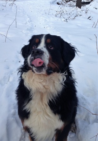 Berner Sennenhund. Breed is from Switzerland close to Bern. Dates back to the ancient fighting dog (Molossian Legionnaires). Was used to guard herds.の写真素材