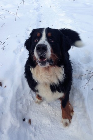 Berner Sennenhund. Breed is from Switzerland close to Bern. Dates back to the ancient fighting dog (Molossian Legionnaires). Was used to guard herds.の写真素材