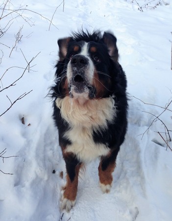 Berner Sennenhund. Breed is from Switzerland close to Bern. Dates back to the ancient fighting dog (Molossian Legionnaires). Was used to guard herds.の写真素材