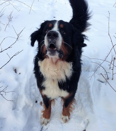 Berner Sennenhund. Breed is from Switzerland close to Bern. Dates back to the ancient fighting dog (Molossian Legionnaires). Was used to guard herds.の写真素材