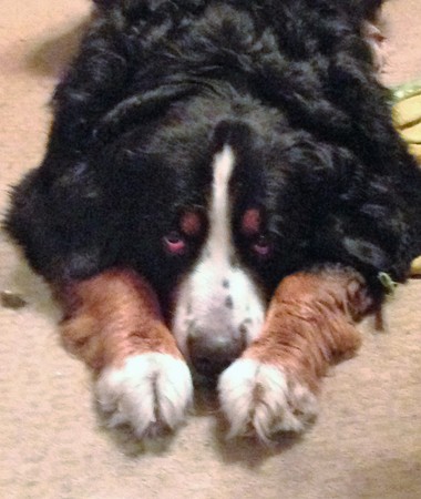 Berner Sennenhund. Breed is from Switzerland close to Bern. Dates back to the ancient fighting dog (Molossian Legionnaires). Was used to guard herds.の写真素材