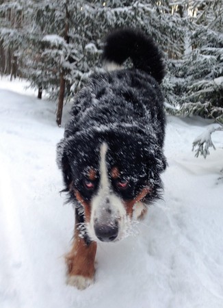 Berner Sennenhund. Breed is from Switzerland close to Bern. Dates back to the ancient fighting dog (Molossian Legionnaires). Was used to guard herds.の写真素材
