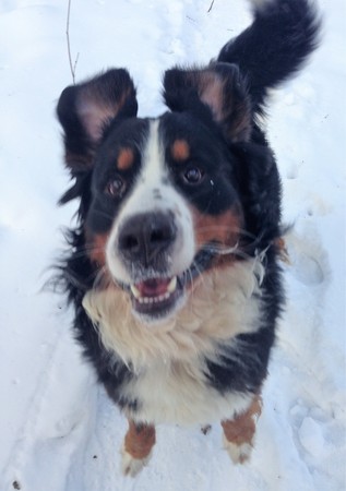 Berner Sennenhund. Breed is from Switzerland close to Bern. Dates back to the ancient fighting dog (Molossian Legionnaires). Was used to guard herds.の写真素材