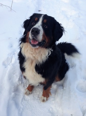 Berner Sennenhund. Breed is from Switzerland close to Bern. Dates back to the ancient fighting dog (Molossian Legionnaires). Was used to guard herds.の写真素材
