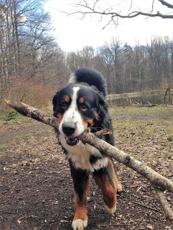 Bernese Sennenhund dogの写真素材