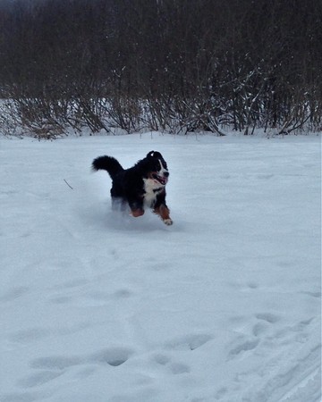 Bernese Sennenhund - Best dog For Family! The reliability of the Nobility of Mind Devotion to the Impressive views, Quality built to last!の写真素材
