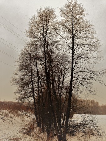 Gloomy dull time-winter, trees and bushes without leaves on branches. Just bark on a tree. Beautiful structural surface of the bark on different trees.の写真素材