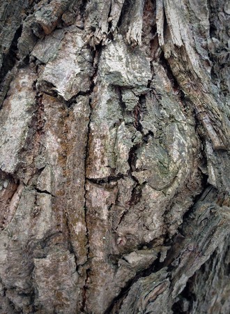 Just bark on a tree. Portrait of horror stories from other Parallels. Scarecrow forest watching us.の写真素材