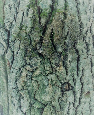 closeup photo of bark on a tree.の写真素材