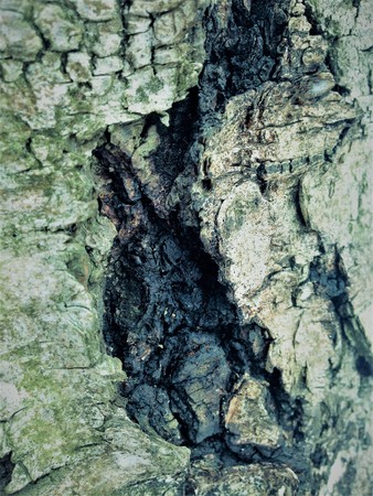 Just bark on a tree. Portrait of horror stories from other Parallels. Scarecrow forest watching us.